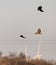 Buzzard being mobbed by two Jackdaws