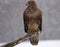 Buzzard - Buteo buteo