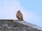 A buzzard Buteo buteo sits on the ridge of a house against a blue sky