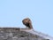 A buzzard Buteo buteo sits on the ridge of a house against a blue sky in Trebah Garden