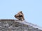 A buzzard Buteo buteo sits on the ridge of a house against a blue sky in Trebah Garden