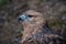 Buzzard buteo close up portrait raptor bird