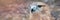 Buzzard buteo close up portrait raptor bird