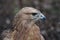 Buzzard buteo close up portrait raptor bird