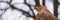 Buzzard buteo close up portrait raptor bird