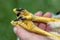 Buzzard chick claws