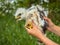 Buzzard chick in hand