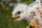 Buzzard chick portrait