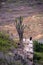 Buzzard on cliff