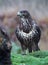 Buzzard in a Dutch forest, bird of prey