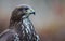 Buzzard in a Dutch forest, bird of prey