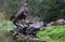 Buzzard in a Dutch forest, bird of prey