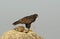 buzzard eagle