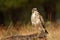 Buzzard eagle rests on the branch of a pine tree