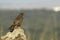 buzzard eagle watches from its perch