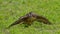 Buzzard eating a prey, in the meadow