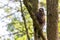 Buzzard, falcon, hawk or eagle sitting on a tree trunk preparing its hunt as bird of prey in a national park or wood