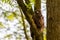 Buzzard, falcon, hawk or eagle sitting on a tree trunk preparing its hunt as bird of prey in a national park or wood