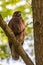 Buzzard, falcon, hawk or eagle sitting on a tree trunk preparing its hunt as bird of prey in a national park or wood