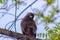 Buzzard, falcon, hawk or eagle sitting on a tree trunk preparing its hunt as bird of prey in a national park or wood