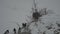 Buzzard feeds under a heavy snowfall