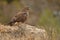 buzzard in the field in spring