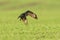 A buzzard flies over a green field