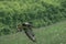 Buzzard flies over a meadow looking for prey