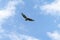 Buzzard flies in the sky