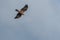 Buzzard flies in the sky looking for prey