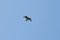 Buzzard In Flight in Cornwall Soaring above against blue skies