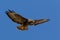 Buzzard Flying