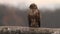 Buzzard flying in the forest in Hungary