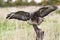 Buzzard Landing on a Tree Stump