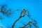 Buzzard perched on a tree branch in Kruger National Park