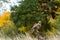 Buzzard perched on tree stump, United Kingdom