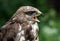 Buzzard portrait