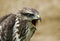 Buzzard portrait