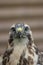 Buzzard Portrait (Buteo buteo) Close portrait of Buzzard