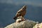 Buzzard with a rabbit in the field