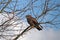 Buzzard sitting on a branch on the lookout