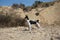 The buzzard Valencian terrier tireless 4