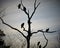 Buzzards in a dead tree