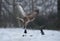 Buzzards in flight