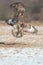 Buzzards in flight fight.