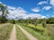 Buzzardâ€™s Swamp in Marienville, Pennsylvania, near Cooks Forest and Clarion, in the summer with a dirt road path leading into th