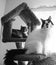 Bw domestic house cats