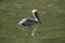 Bworn Pelican Floating