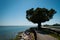 Bycycle path with single acacie tree connecting mainland and lagoon city Grado