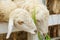 Byre Sheep eating grass on a rural farm